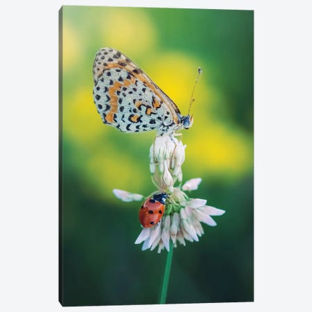 Butterfly And Ladybug On Meadow Flower Canvas Print #JRC66} by Jeferson Castellari Canvas Artwork