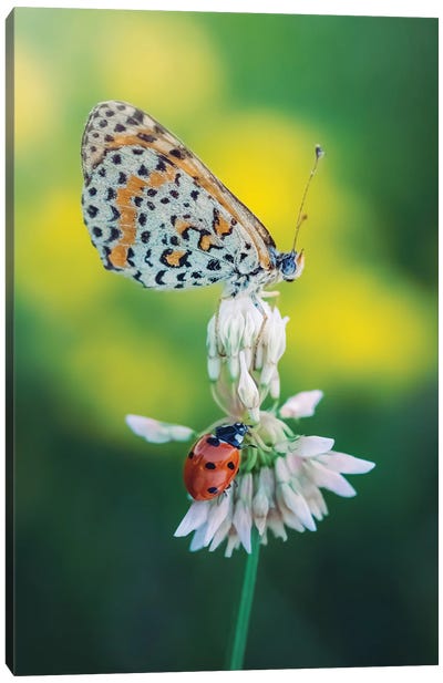 Butterfly And Ladybug On Meadow Flower Canvas Art Print - Jeferson Castellari