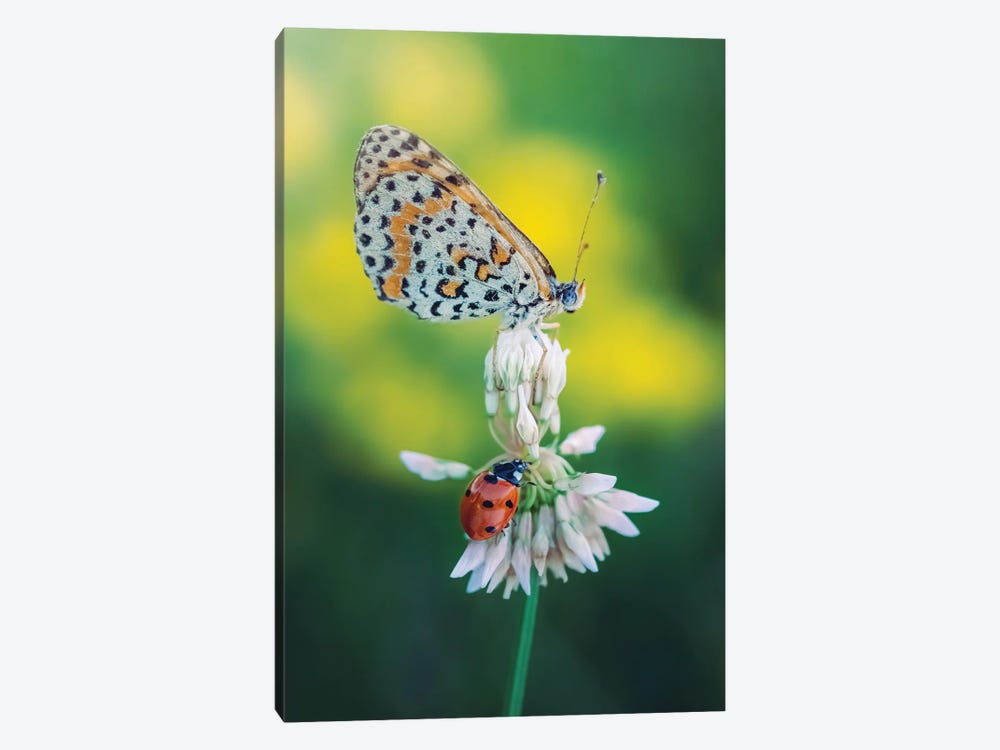Butterfly And Ladybug On Meadow Flower by Jeferson Castellari 1-piece Canvas Art Print