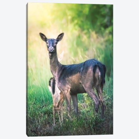 Mother Deer Protecting And Hiding Her Cub Canvas Print #JRC67} by Jeferson Castellari Canvas Art