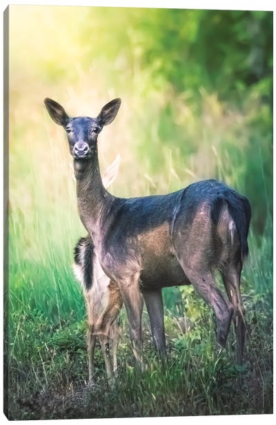 Mother Deer Protecting And Hiding Her Cub Canvas Art Print - Jeferson Castellari