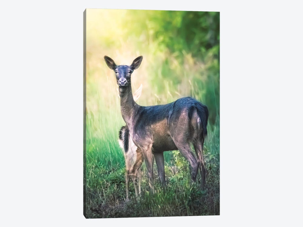 Mother Deer Protecting And Hiding Her Cub by Jeferson Castellari 1-piece Canvas Wall Art