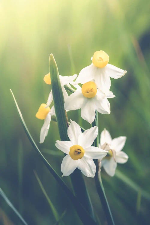 Bunch Of Wild Daffodils