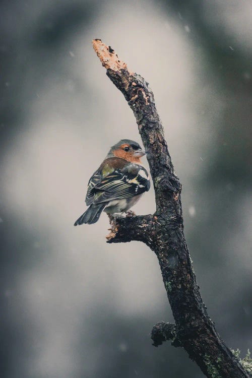 Finch From Behind Under The Snow