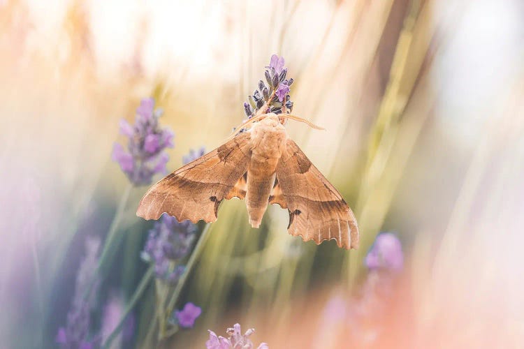 Holm Oak Sphinx (Marumba Quercus) Among Lavender Flowers