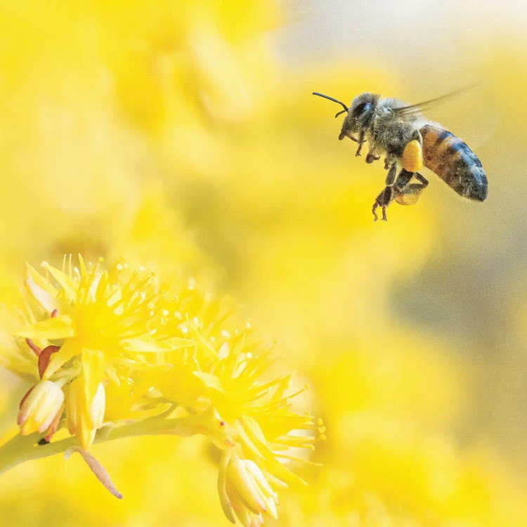 Honey Bee In Flight Among Yellow Flowers