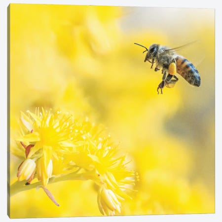 Honey Bee In Flight Among Yellow Flowers Canvas Print #JRC72} by Jeferson Castellari Canvas Art
