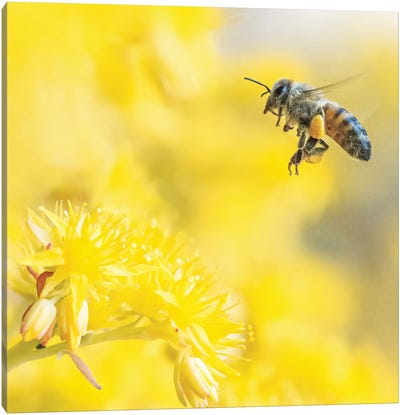 Honey Bee In Flight Among Yellow Flowers Canvas Art Print - Bee Art