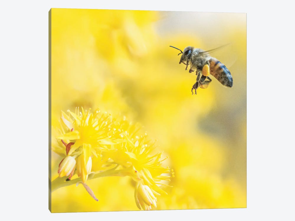 Honey Bee In Flight Among Yellow Flowers by Jeferson Castellari 1-piece Canvas Art