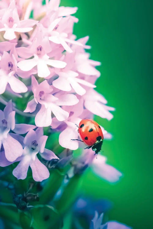 Red Ladybug On Wild Orchid