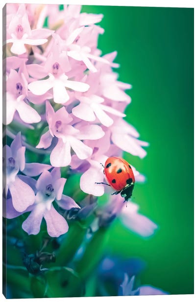 Red Ladybug On Wild Orchid Canvas Art Print - Orchid Art