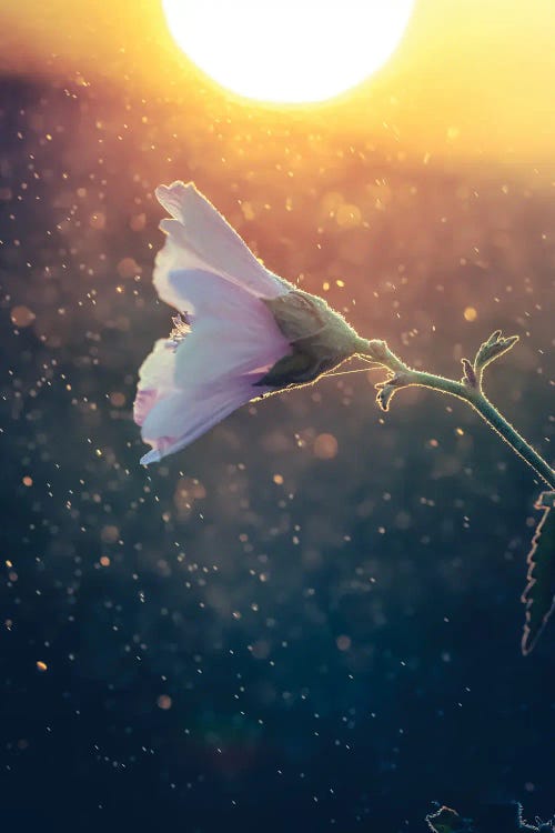 Wild Mallow Flower Against The Sunset Light