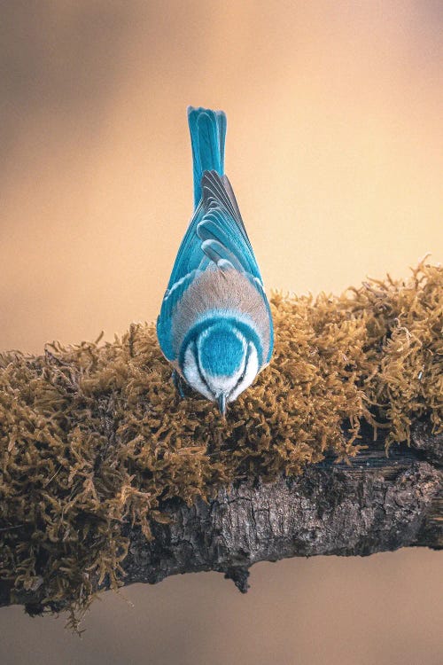 Blue Tit Upside Down On Branch