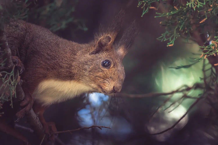 Red Squirrel Peeping On The Branches Of A Cypress Tree