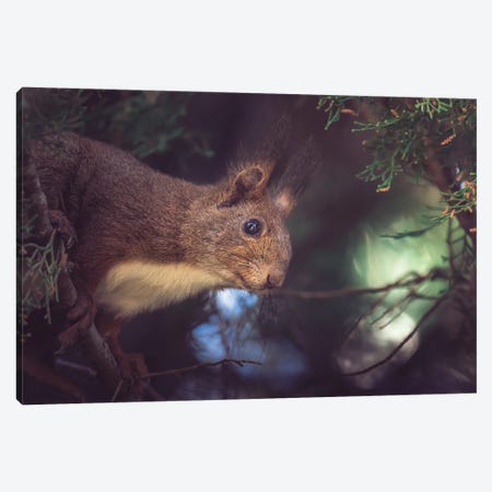 Red Squirrel Peeping On The Branches Of A Cypress Tree Canvas Print #JRC76} by Jeferson Castellari Canvas Art Print