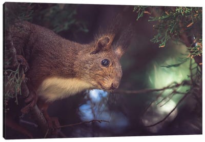 Red Squirrel Peeping On The Branches Of A Cypress Tree Canvas Art Print - Jeferson Castellari