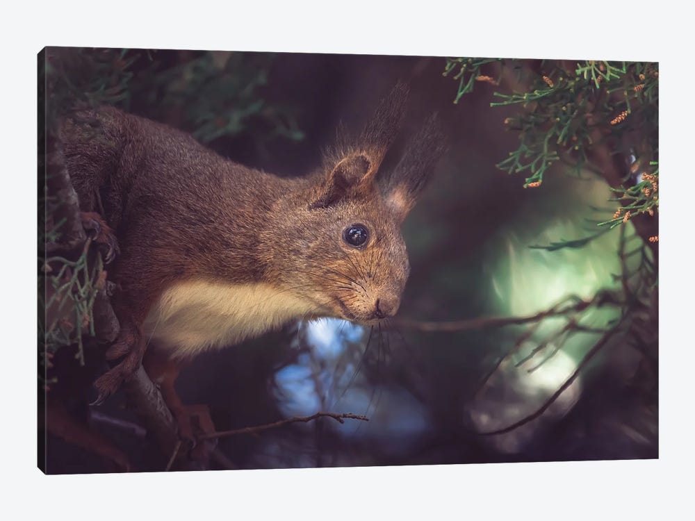 Red Squirrel Peeping On The Branches Of A Cypress Tree by Jeferson Castellari 1-piece Canvas Wall Art