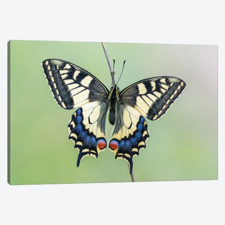 Beautiful Macaon With Open Wings Canvas Print #JRC78} by Jeferson Castellari Canvas Wall Art