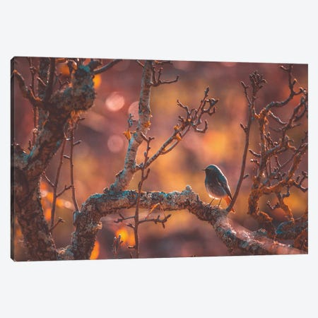 Lonely Bird In An Autumn Sunset Canvas Print #JRC79} by Jeferson Castellari Canvas Wall Art