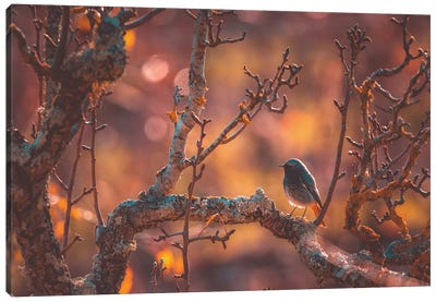 Lonely Bird In An Autumn Sunset Canvas Art Print - Jeferson Castellari