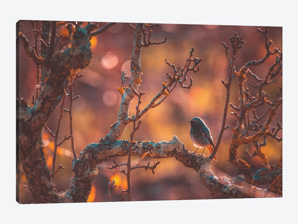 Lonely Bird In An Autumn Sunset by Jeferson Castellari 1-piece Canvas Print