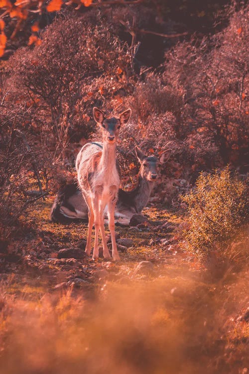 Fallow Deer