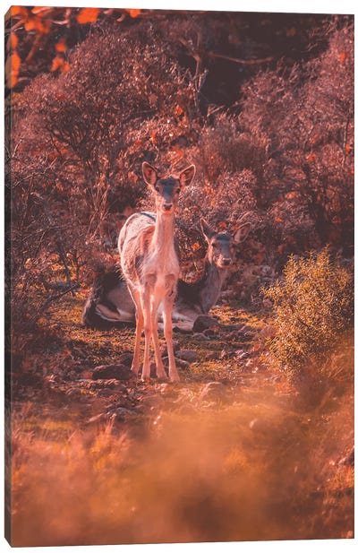 Fallow Deer Canvas Art Print - Jeferson Castellari