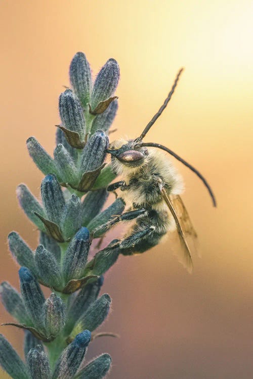 Wild Bee On Lavender Flowers