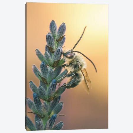 Wild Bee On Lavender Flowers Canvas Print #JRC80} by Jeferson Castellari Canvas Print