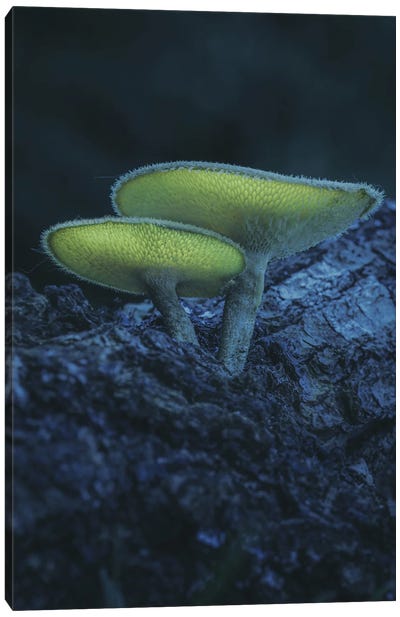 Pair Of Mushrooms Canvas Art Print - Jeferson Castellari