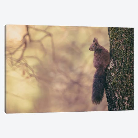 Red Squirrel Posing On Oak Tree Canvas Print #JRC82} by Jeferson Castellari Canvas Print