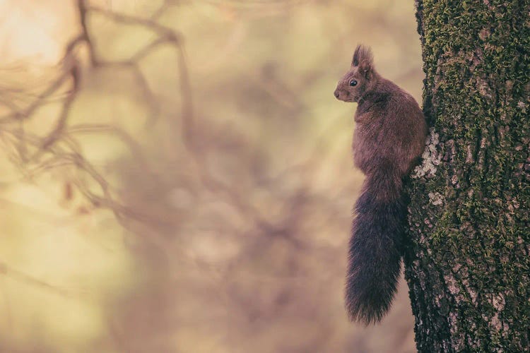 Red Squirrel Posing On Oak Tree