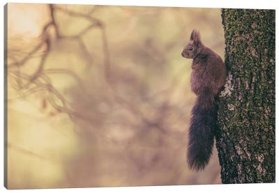 Red Squirrel Posing On Oak Tree Canvas Art Print - Jeferson Castellari