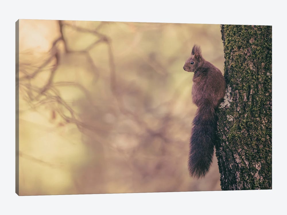 Red Squirrel Posing On Oak Tree by Jeferson Castellari 1-piece Art Print