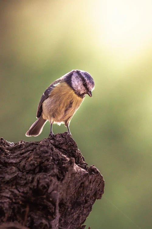 Blue Tit Staring Down