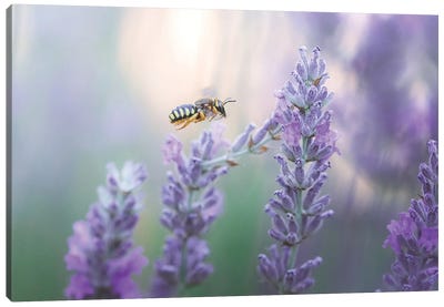 Wild Bee In Lavender Flowers Canvas Art Print - Lavender Art