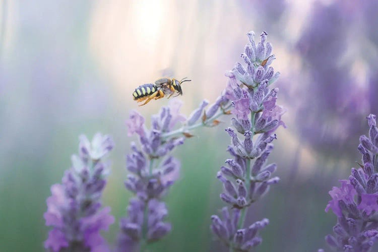 Wild Bee In Lavender Flowers