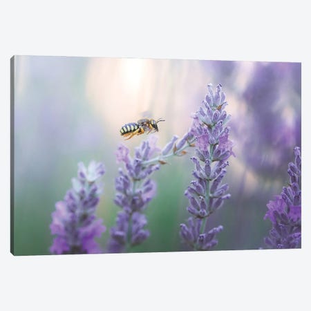 Wild Bee In Lavender Flowers Canvas Print #JRC84} by Jeferson Castellari Canvas Artwork