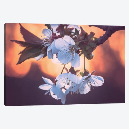 Cherry Blossoms At Sunset Canvas Print #JRC85} by Jeferson Castellari Canvas Artwork