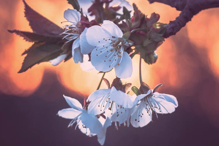 Cherry Blossoms At Sunset