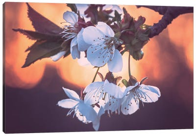 Cherry Blossoms At Sunset Canvas Art Print - Jeferson Castellari