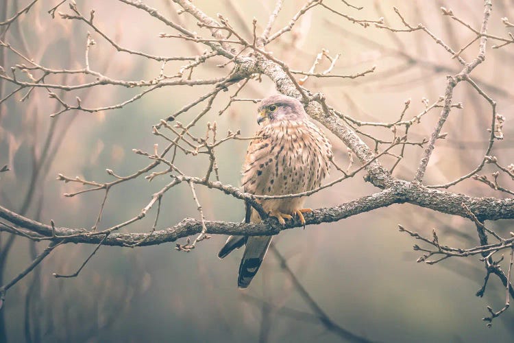 Kestrel Perched Among Oak Branches