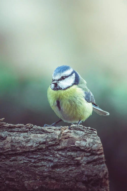 Chilly Blue Tit On Branch