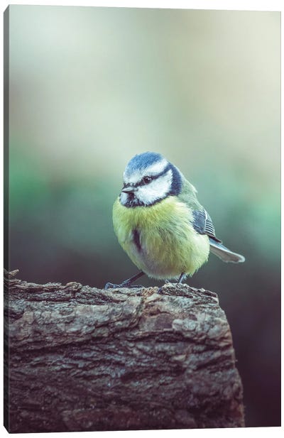 Chilly Blue Tit On Branch Canvas Art Print