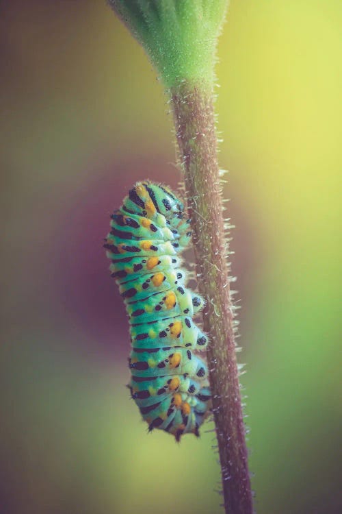 Macaon Caterpillar