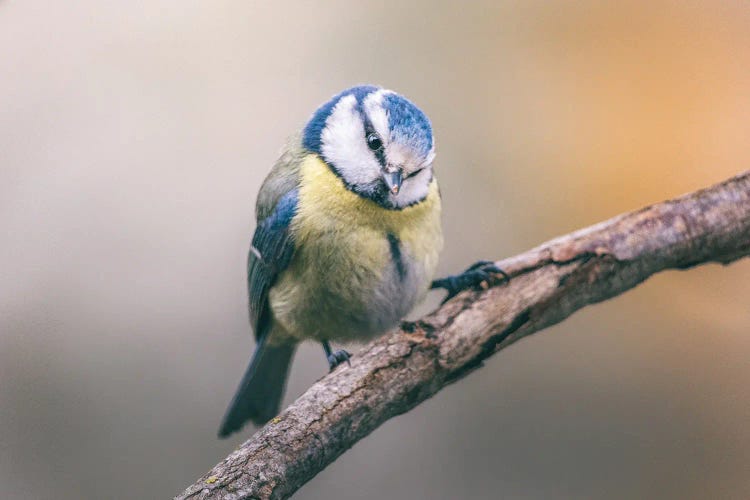 Perplexed Blue Tit