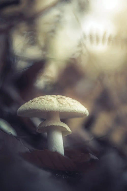 Mushroom In The Woods