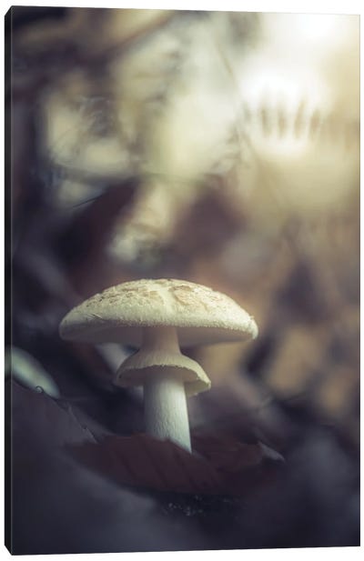 Mushroom In The Woods Canvas Art Print - Jeferson Castellari