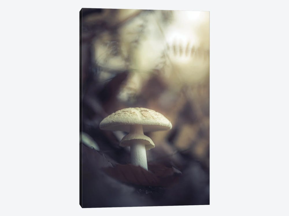Mushroom In The Woods by Jeferson Castellari 1-piece Canvas Art