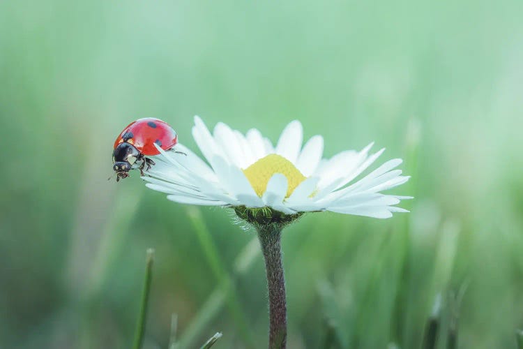 Red Ladybug On Daisy Flower